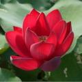 All Season pure Red Bonsai Lotus Seeds  - 5 Pcs SeedS. 