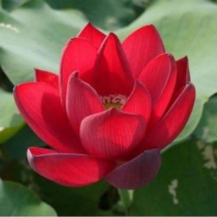 All%20Season%20pure%20Red%20Bonsai%20Lotus%20Seeds%20%20-%205%20Pcs%20SeedS%20-%20Image%205