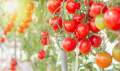 Hybrid Cherry tomato seeds 30 pice+gift. 