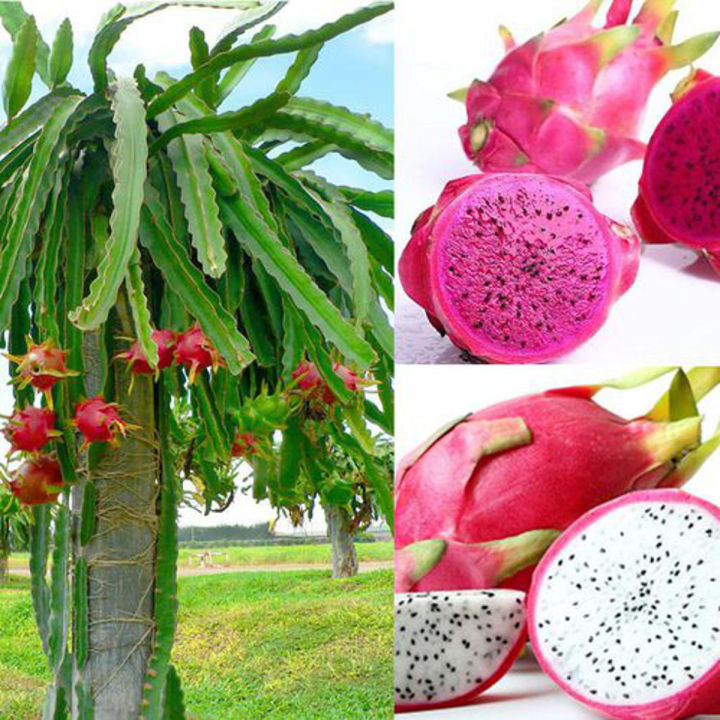 Dragon fruit tree  1pich white