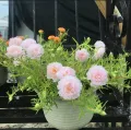 Thai Mix Color  Moss Rose Portulaca Flower Seeds 55+ Seeds All Season. 