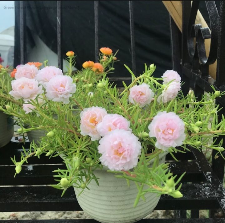 Thai%20Mix%20Color%20%20Moss%20Rose%20Portulaca%20Flower%20Seeds%2055+%20Seeds%20All%20Season%20-%20Image%205