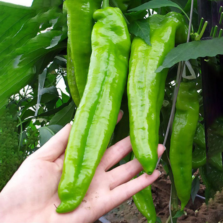 Global Big Banana Green Chilli Seeds (All Season) - 20Pcs Seeds