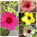 Mesta Joba Flowers Seeds 15 Pis (Multicolor Flowers Seeds). 