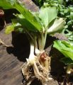Ekangi Natural Herbs,Fresh & Pure Herb Akangi Botanical Herbs ( Aromatic Ginger ,  Hedychium Spicatum , Galanga )  in Bangladesh For Fishing , Helth  And Hair Care- 100 GRM. 