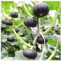 Japanese Mini Pumpkin Seed-20 pcs. 
