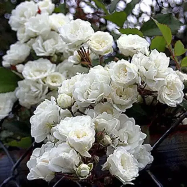 30%20Pcs%20WhiteColour%20Roses%20Flower%20Seeds%20-%2030Pcs%20Seeds%20Seeds%20-%20Image%203