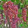 Global Miniature Red Grape Seeds - 20 Pcs Seeds.