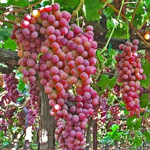 Global%20Miniature%20Red%20Grape%20Seeds%20-%2020%20Pcs%20Seeds%20-%20Image%203