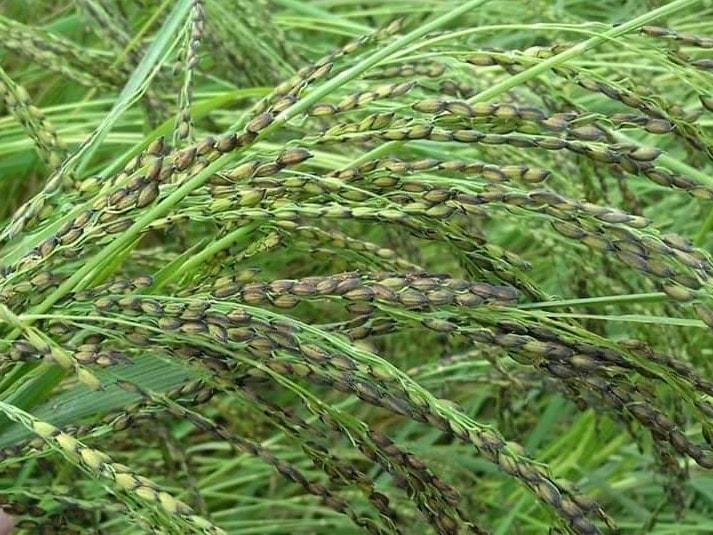 Tulshimala%20Rice%20-%20Image%203