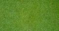 1000 pcs intact F-1 hybrid lawn grass/carpet grass seeds (intact packet).