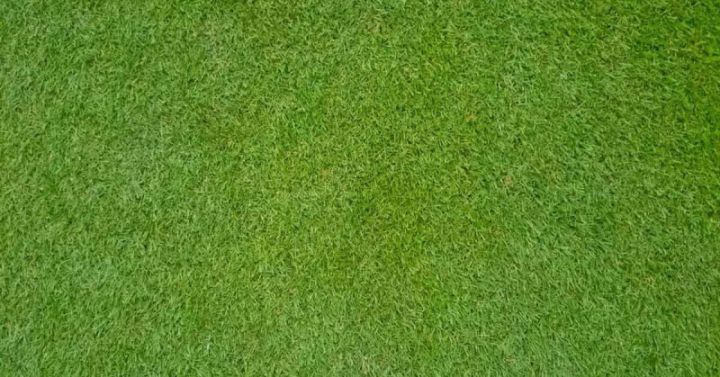 1000%20pcs%20intact%20F-1%20hybrid%20lawn%20grass/carpet%20grass%20seeds%20(intact%20packet)%20-%20Image%204