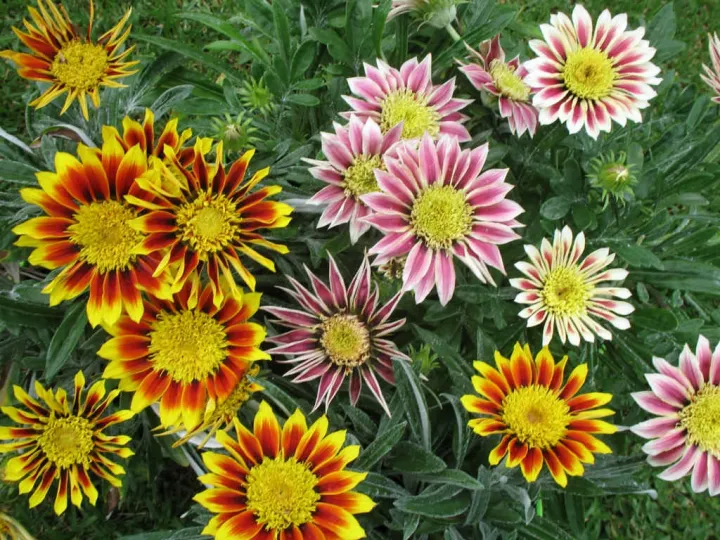 Sunflower%20Tree%20Seeds%20-20Pcs%20(Global%20Seeds)%20-%20Image%204