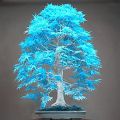 Natural Chinese Rare Blue Maple Bonsai Tree Seeds - 20 Pcs Seeds.