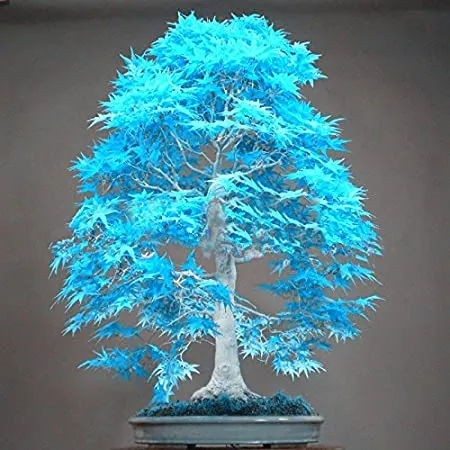Natural%20Chinese%20Rare%20Blue%20Maple%20Bonsai%20Tree%20Seeds%20-%2020%20Pcs%20Seeds%20-%20Image%203