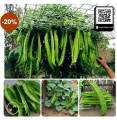 Winged Bean Seeds of all seasons -10 pc seeds. 