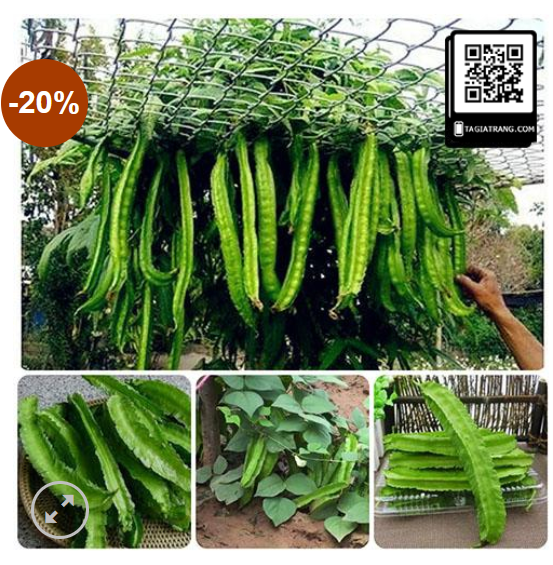 Winged%20Bean%20Seeds%20of%20all%20seasons%20-10%20pc%20seeds%20-%20Image%206