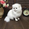 Realistic Plush Toy Simulation Cat Doll White Persian Cats Lifelike Kitten Model Birthday New Year Gift Home Decor Ornament LaoXzhongX. 