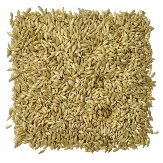 Birds%20Food%20Canary%20Seed%20Bird%20Food%20-%200.5KG%20(500Gm)%20-%20Image%202