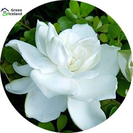 All%20Season%20Gardenia%20Bulbs%20Jasmine%20Flower%20Seeds(%E0%A6%9C%E0%A7%87%E0%A6%B8%E0%A6%AE%E0%A6%BF%E0%A6%A8%20%E0%A6%AB%E0%A7%81%E0%A6%B2%E0%A7%87%E0%A6%B0%20%E0%A6%AC%E0%A7%80%E0%A6%9C)%20-%2010%20Pcs%20Seeds%20-%20Image%203