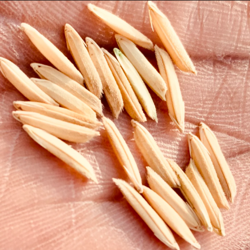 Pakistani%20Basmoti%20Rice%20Seeds%20-%20Image%207