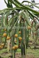 15+ Pc Yellow Pitaya Dragon Fruit Tree Plant Seeds. 