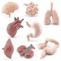 8pcs Simulation Human Body Organ Model Brain Heart Lung Liver Stomach Kidney Science Educational Toys Teaching Aids. 