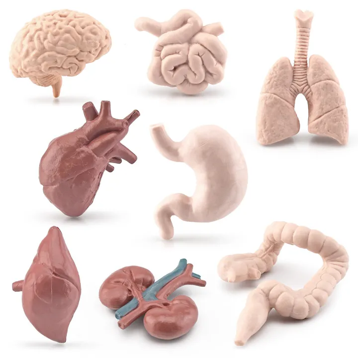 8pcs%20Simulation%20Human%20Body%20Organ%20Model%20Brain%20Heart%20Lung%20Liver%20Stomach%20Kidney%20Science%20Educational%20Toys%20Teaching%20Aids%20-%20Image%202