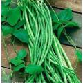 Hybride String Beans (Borboti)Seeds -30Pcs. 