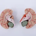Human Brain Model Simulation 8-Part PVC Life-size Anatomy Teaching Tool for Classroom. 
