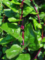 Red Puishak Mota Data Seeds - 10 Pcs. 
