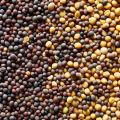 Mix Mustard Seeds/ Sorisa/ Sorisha Dana (Red + White)- 100 gm. 