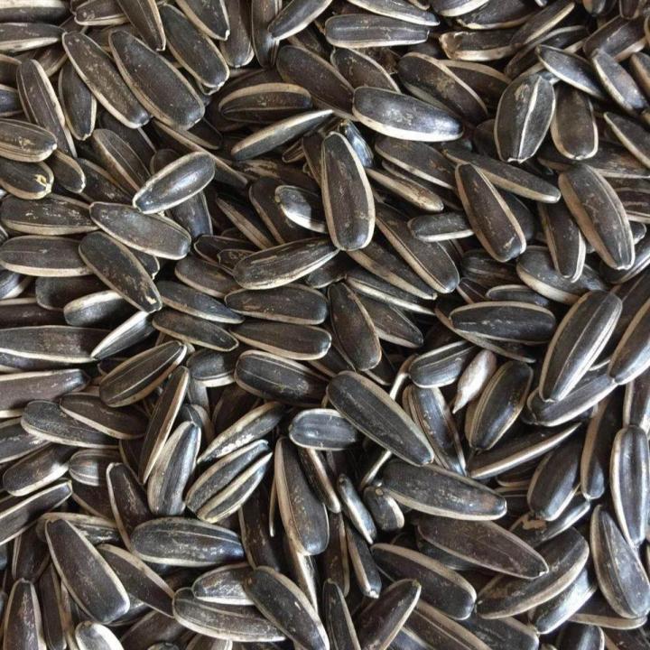 Natural Organic Sunflower Seeds for Cockatiel/Parrot/Macao/Love Bird Food  -1kg