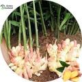 Global Ginger Seeds- 20 Pcs Seeds. 