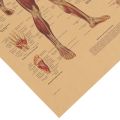 【Cathery Baby Store】Tie Ler Human Body Muscle Kraft Poster Style Wall Sticker Home Bar Cafe Classroom Decor Painting 42x30cm. 