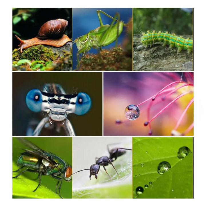 Lightdow%20Lens%20Filter%20Macro%20Close%20Up%20+10%2049mm%2052mm%2055mm%2058mm%2062mm%2067mm%2072mm%2077mm%2082mm%20for%20Canon%20Nikon%20Sony%20Camera%20Lens%20Filter%20-%20Image%205