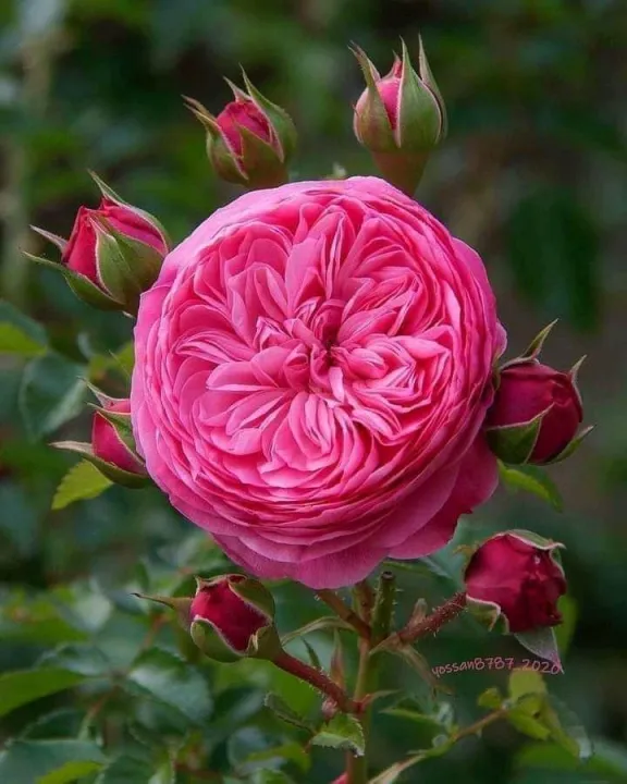 Natural%20Pink%20Juliet%20Roses%20Flower%20Seeds%20-%2030%20Pcs%20Seeds%20-%20Image%205