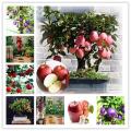 Apple Tree Seeds -15 Pcs seeds. 