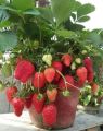Hybrid Bari Red Strawberry -হাইব্রিড স্ট্রবেরি Imported Global Seeds - 25 Pcs Seeds Hybrid China /seeds/seed/bij. 