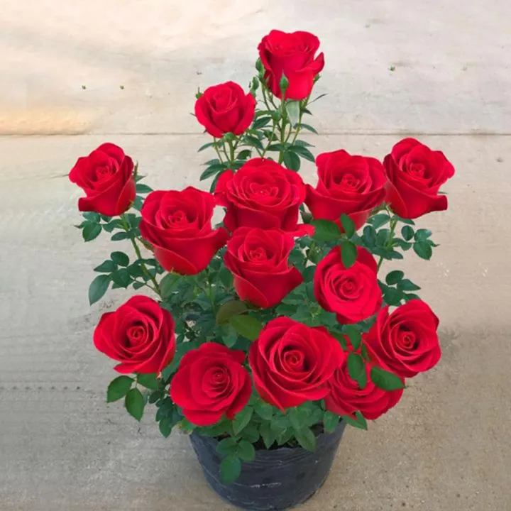 30%20Pcs%20Seeds%20Global%20Perennial%20Red%20Rose%20Tree%20Flower%20Seeds%20-%20Image%202