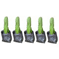 Red Dragon Tree 5 pcs For Home Gardening - Cutting of Dragon Fruit Plant. 