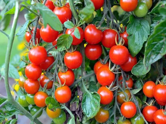 Hybrid%20Cherry%20tomato%20seeds%2030%20pice+gift%20-%20Image%202