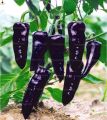 ghost pepper Planting Bonsais Carolina Reaper chili Pepper plants Super Hot plants vegetables home garend seeds (বীজ). 