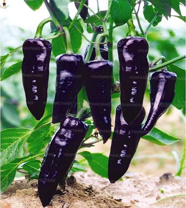 ghost%20pepper%20Planting%20Bonsais%20Carolina%20Reaper%20chili%20Pepper%20plants%20Super%20Hot%20plants%20vegetables%20home%20garend%20seeds%20(%E0%A6%AC%E0%A7%80%E0%A6%9C)%20-%20Image%202