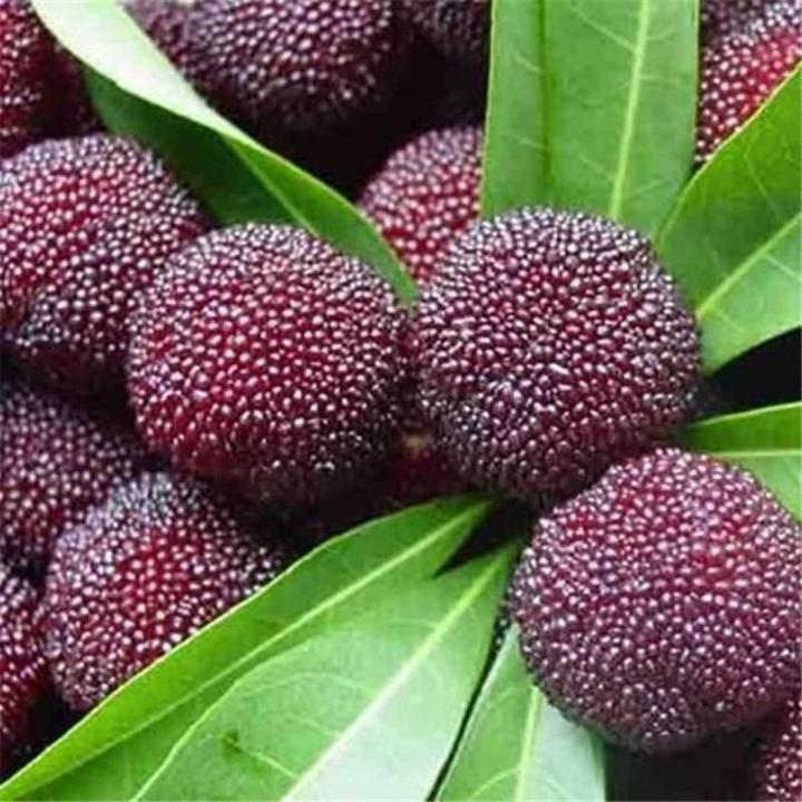 Arbutus Fruit Myrica Rubra Bonsai Red Bayberry Perennial Flower Garden Sweet Fruit Tree Plant & seeds Germination