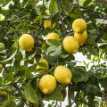 Global Dwarf Lemon Tree Seeds - 10 Pcs SeedS.