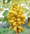 All Season Organic Bonsai Papaya Fruit Seeds- 10 Pcs Seeds. 