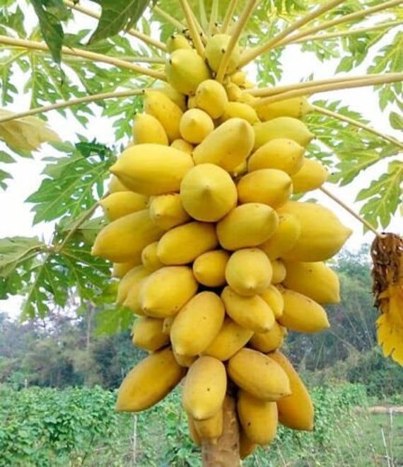 All%20Season%20Organic%20Bonsai%20Papaya%20Fruit%20Seeds-%2010%20Pcs%20Seeds%20-%20Image%209