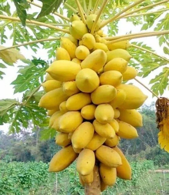 All%20Season%20Organic%20Bonsai%20Papaya%20Fruit%20Seeds-%2010%20Pcs%20Seeds%20-%20Image%209