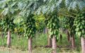Hybrid Red Lady Papaya Seeds 10 pieces.